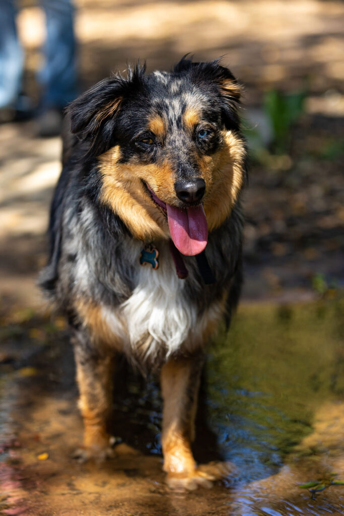 Pet Photography | Colby 01