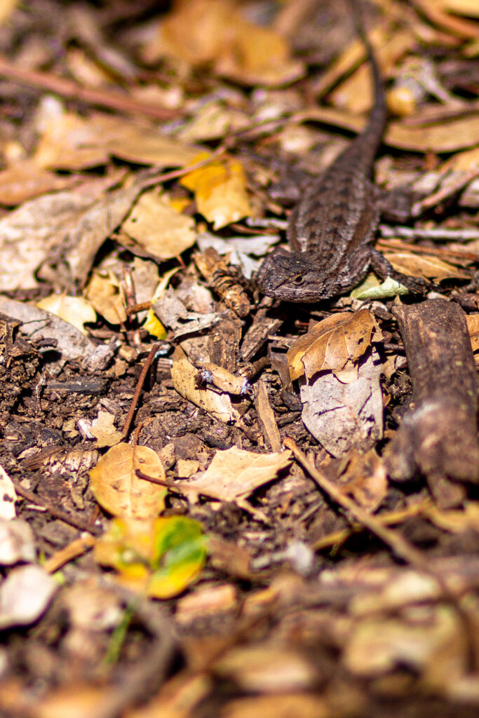 Pet Photography | Lizard